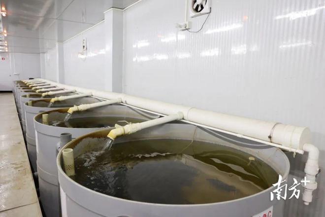 现代农业走新路 望牛墩企业创新水产品养殖，鱼入住“标准间”