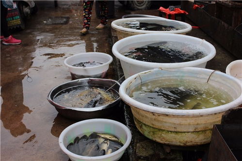 了解丽江，从菜市场开始