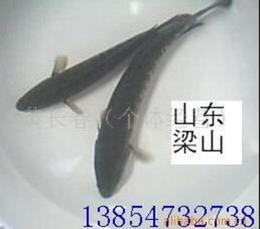 泥鳅求购指南 批发、价格与供应信息获取途径