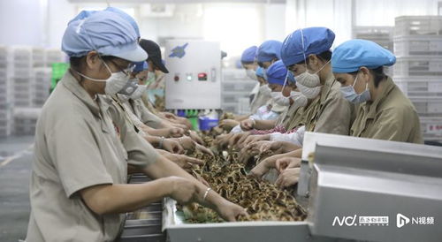 推动清远鸡“出山入湾” 在初级农产品上赋加更多价值