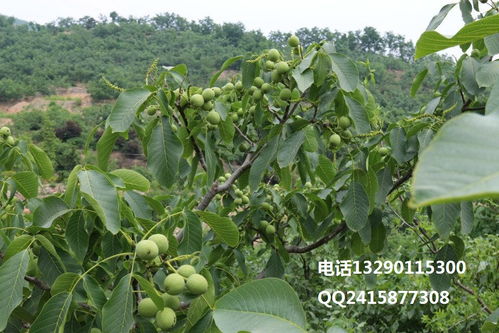 冠核三号核桃苗 早实高产、个头大、结果早、好管理的优质选择