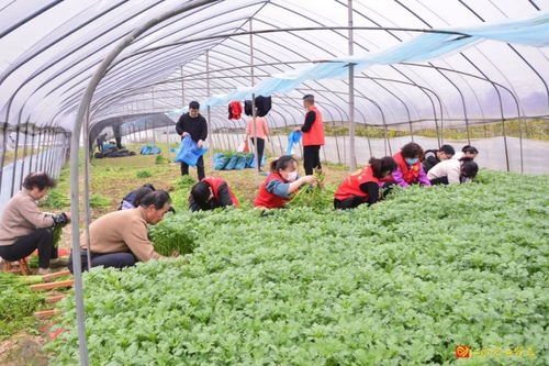 巾帼帮帮团出马，一日解万斤滞销蔬菜之困